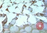 Image of Eva Braun's family Iceland, 1938, second 1 stock footage video 65675077795
