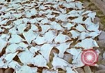 Image of Eva Braun's family Iceland, 1938, second 4 stock footage video 65675077795