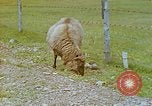 Image of Eva Braun's family Iceland, 1938, second 24 stock footage video 65675077795