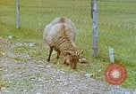 Image of Eva Braun's family Iceland, 1938, second 27 stock footage video 65675077795
