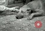 Image Adolf Hitler's Companion Berchtesgaden Allemagne, 1940, de la seconde 43 séquences d'archives historiques vidéo 65675077829
