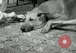 Image Adolf Hitler's Companion Berchtesgaden Allemagne, 1940, de la seconde 44 séquences d'archives historiques vidéo 65675077829
