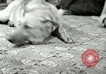 Image Adolf Hitler's Companion Berchtesgaden Allemagne, 1940, de la seconde 53 séquences d'archives historiques vidéo 65675077829