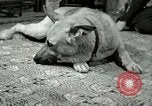 Image Adolf Hitler's Companion Berchtesgaden Allemagne, 1940, de la seconde 54 séquences d'archives historiques vidéo 65675077829