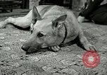 Image Adolf Hitler's Companion Berchtesgaden Allemagne, 1940, de la seconde 55 séquences d'archives historiques vidéo 65675077829