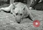 Image Adolf Hitler's Companion Berchtesgaden Allemagne, 1940, de la seconde 56 séquences d'archives historiques vidéo 65675077829