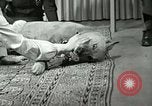 Image Adolf Hitler's Companion Berchtesgaden Allemagne, 1940, de la seconde 58 séquences d'archives historiques vidéo 65675077829
