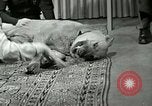Image Adolf Hitler's Companion Berchtesgaden Allemagne, 1940, de la seconde 59 séquences d'archives historiques vidéo 65675077829