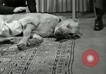 Image Adolf Hitler's Companion Berchtesgaden Allemagne, 1940, de la seconde 61 séquences d'archives historiques vidéo 65675077829