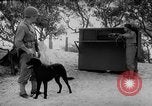 Standbild Hunde während des Krieges United States USA, 1943, aus Sekunde 26 historischem Filmmaterial Videoclip 65675077867
