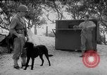 Standbild Hunde während des Krieges United States USA, 1943, aus Sekunde 27 historischem Filmmaterial Videoclip 65675077867