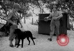 Standbild Hunde während des Krieges United States USA, 1943, aus Sekunde 28 historischem Filmmaterial Videoclip 65675077867