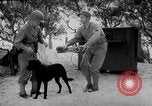 Standbild Hunde während des Krieges United States USA, 1943, aus Sekunde 29 historischem Filmmaterial Videoclip 65675077867