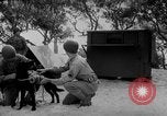 Standbild Hunde während des Krieges United States USA, 1943, aus Sekunde 35 historischem Filmmaterial Videoclip 65675077867