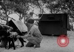 Standbild Hunde während des Krieges United States USA, 1943, aus Sekunde 37 historischem Filmmaterial Videoclip 65675077867