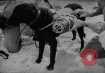 Standbild Hunde während des Krieges United States USA, 1943, aus Sekunde 38 historischem Filmmaterial Videoclip 65675077867