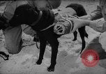 Standbild Hunde während des Krieges United States USA, 1943, aus Sekunde 39 historischem Filmmaterial Videoclip 65675077867