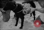 Standbild Hunde während des Krieges United States USA, 1943, aus Sekunde 40 historischem Filmmaterial Videoclip 65675077867