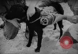 Standbild Hunde während des Krieges United States USA, 1943, aus Sekunde 41 historischem Filmmaterial Videoclip 65675077867