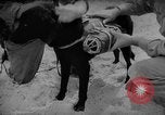 Standbild Hunde während des Krieges United States USA, 1943, aus Sekunde 42 historischem Filmmaterial Videoclip 65675077867