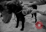 Standbild Hunde während des Krieges United States USA, 1943, aus Sekunde 43 historischem Filmmaterial Videoclip 65675077867