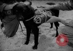 Standbild Hunde während des Krieges United States USA, 1943, aus Sekunde 44 historischem Filmmaterial Videoclip 65675077867