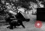 Standbild Hunde während des Krieges United States USA, 1943, aus Sekunde 49 historischem Filmmaterial Videoclip 65675077867