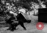 Standbild Hunde während des Krieges United States USA, 1943, aus Sekunde 50 historischem Filmmaterial Videoclip 65675077867