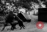 Standbild Hunde während des Krieges United States USA, 1943, aus Sekunde 51 historischem Filmmaterial Videoclip 65675077867