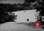 Standbild Hunde während des Krieges United States USA, 1943, aus Sekunde 59 historischem Filmmaterial Videoclip 65675077867