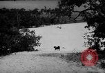 Standbild Hunde während des Krieges United States USA, 1943, aus Sekunde 60 historischem Filmmaterial Videoclip 65675077867