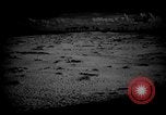Image of dogs during war United States USA, 1943, second 24 stock footage video 65675077868
