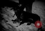 Image of dogs during war United States USA, 1943, second 34 stock footage video 65675077868