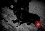 Image of dogs during war United States USA, 1943, second 35 stock footage video 65675077868