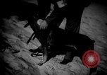 Image of dogs during war United States USA, 1943, second 36 stock footage video 65675077868