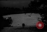 Image of dogs during war United States USA, 1943, second 45 stock footage video 65675077868