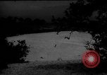 Image of dogs during war United States USA, 1943, second 52 stock footage video 65675077868