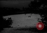Image of dogs during war United States USA, 1943, second 54 stock footage video 65675077868