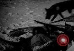 Image of dogs during war United States USA, 1943, second 57 stock footage video 65675077868