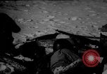 Image of dogs during war United States USA, 1943, second 58 stock footage video 65675077868