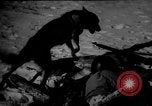 Image of dogs during war United States USA, 1943, second 61 stock footage video 65675077868