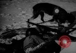 Image of dogs during war United States USA, 1943, second 62 stock footage video 65675077868