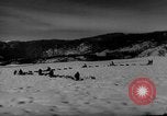 Image of training dogs United States USA, 1943, second 28 stock footage video 65675077871