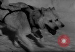 Image of training dogs United States USA, 1943, second 32 stock footage video 65675077871