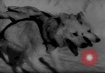 Image of training dogs United States USA, 1943, second 33 stock footage video 65675077871