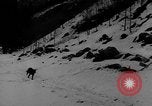 Image of training dogs United States USA, 1943, second 38 stock footage video 65675077871