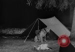 Image of training dogs United States USA, 1943, second 43 stock footage video 65675077871