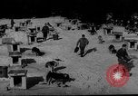 Image of training dogs United States USA, 1943, second 49 stock footage video 65675077871