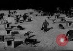 Image of training dogs United States USA, 1943, second 50 stock footage video 65675077871