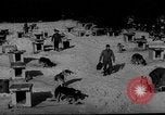Image of training dogs United States USA, 1943, second 51 stock footage video 65675077871